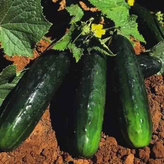 20 Spacemaster Cucumber Seeds- Compact and Delicious! Comb. S/H SEE OUR STORE