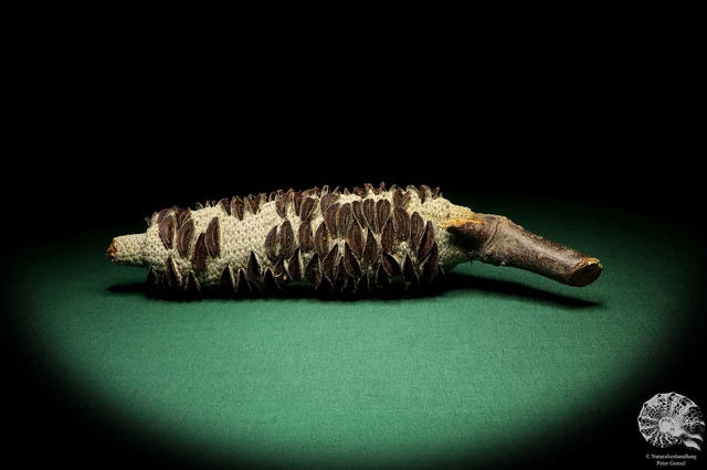 Banksia littoralis Australia plantas de árbol de plata recientes frutos secos especie