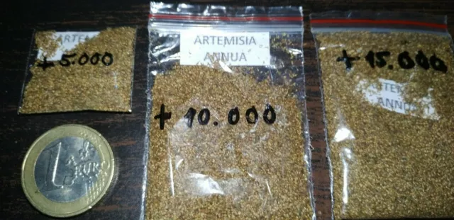 Artemisia Annua, yuyo, ajenjo dulce, más de 5.000 semillas de cultivo ecologico