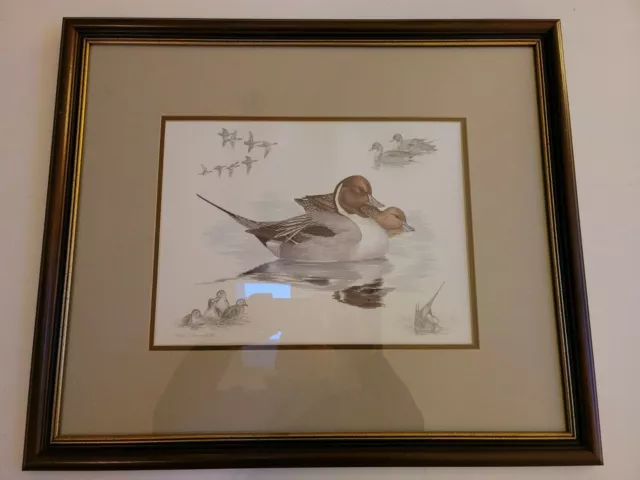 Artist, Nigel Hemming "Pintails" -'86 Lithograh Color & Charcoal Pencil, Ex Cond