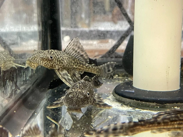 1 Live Common Pleco Plecostomus Algae Eater Catfish Freshwater Tropical Fish A++