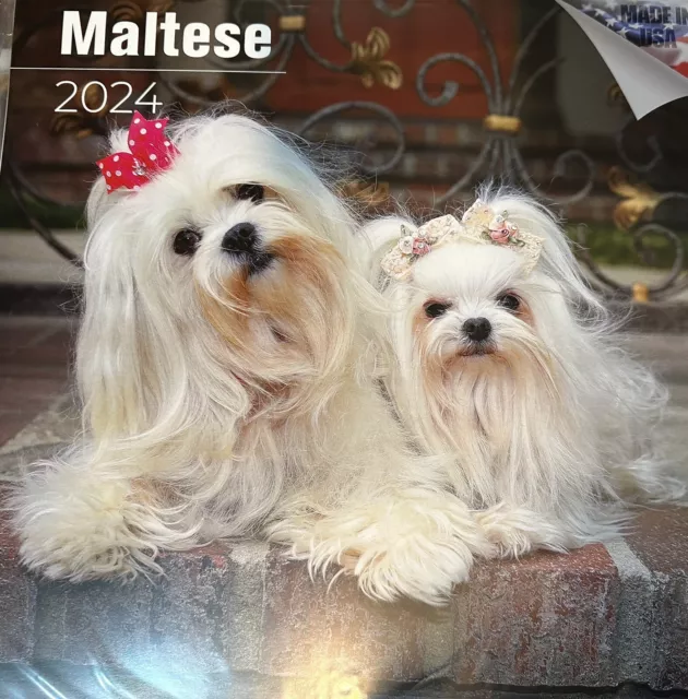 Maltese Dog 2024 Large Square Wall Calendar. New And Sealed.