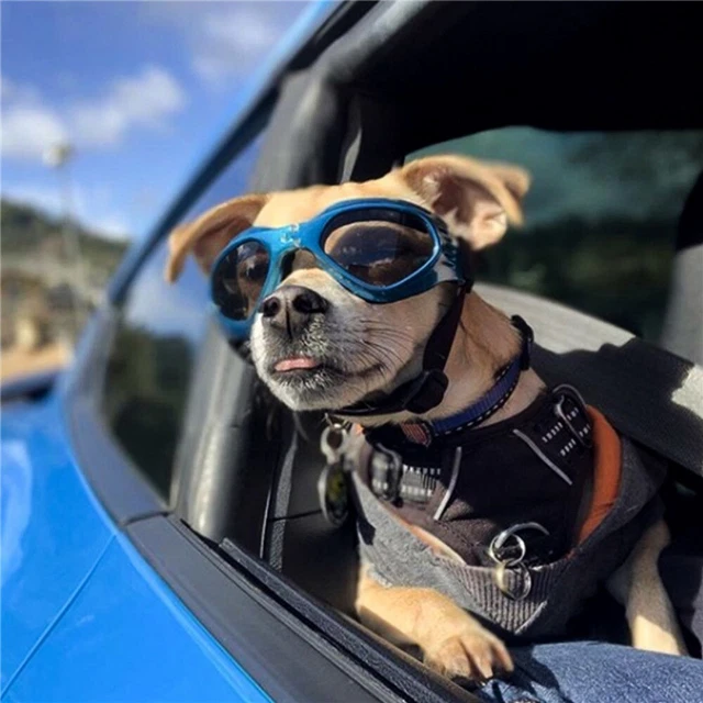Decoración Peto Aseo Gato Gafas Mascota Perro Gafas de sol Desgaste para ojos Gafas para mascotas