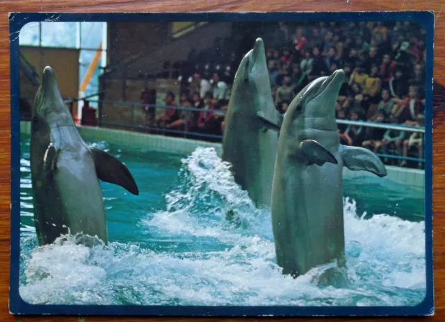 DOLFINARIUM SINT MICHIELS BRUGGE BOUDEWIJNPARK    postcard