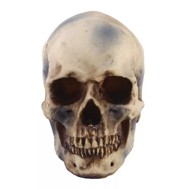 Menschlicher Schädel Lebensgroß Totenkopf Anatomie Modell 2