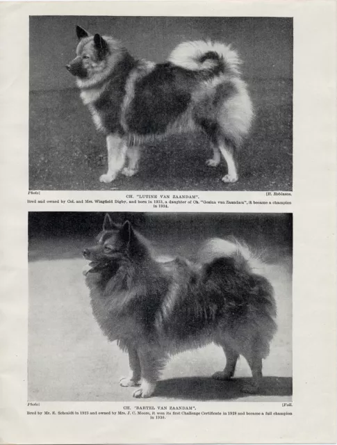 Keeshond Two Named Champion Dogs Old Original Dog Print From 1934