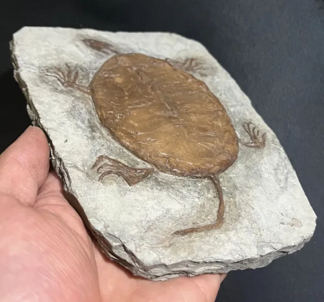 Real Turtle Fossil Rare Chinese Best Triassic Keichousaurus Collection 2