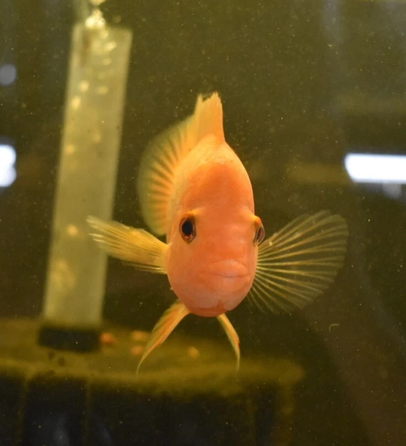 Live Red Devil Cichlid (3" Juvenile Freshwater Aquarium Fish) *PLS READ DESCR* 4