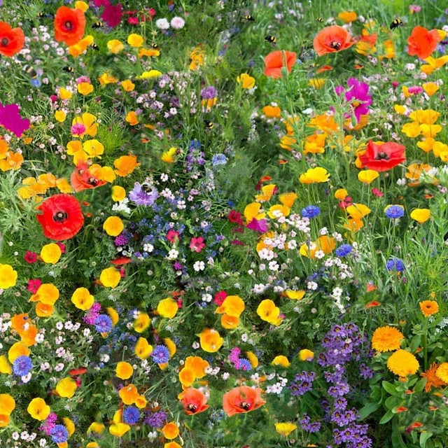 WILDFLOWER SEEDS MIX Seed Wild Flowers Garden Bee Scented Meadow Flower