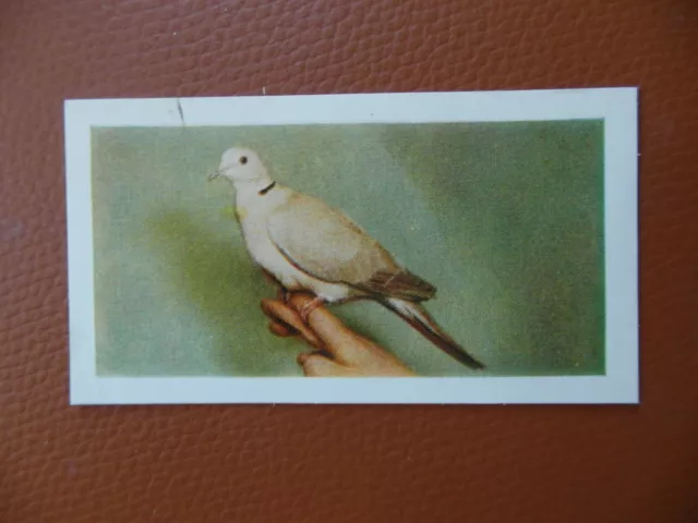 Trade card :  1960 Horniman's Tea "Pets", No.24   'Barbary Dove' .