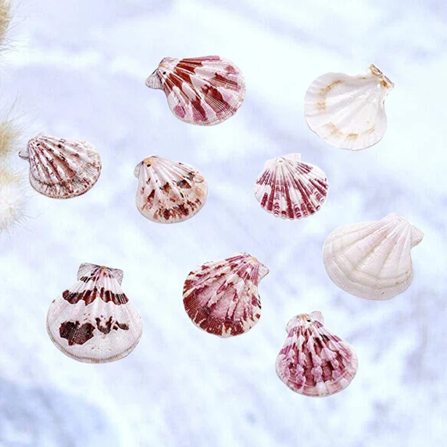 Pequeño plato para decorar decoración de mejillones playa artesanía