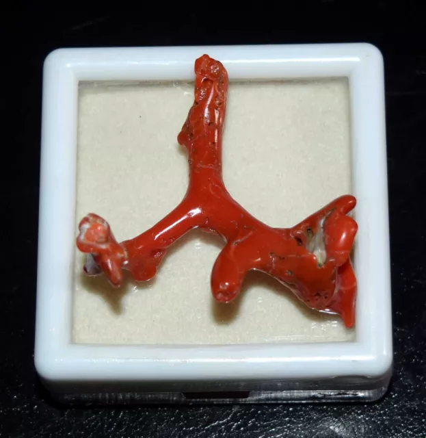 22.85 Cts. Natural Italian Red Coral Polished Coral Stick Gemstone For Pendant