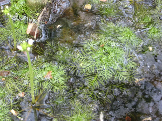 Wasserfeder, Hottonia palustris Teichpflanzen Teichpflanze Sumpfpflanze