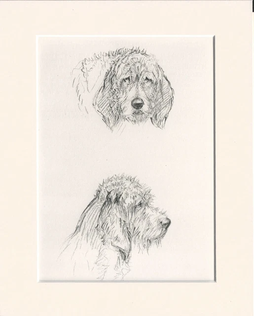 OTTERHOUND DOGS OLD 1938 DOG SKETCH PRINT by KF BARKER READY MOUNTED