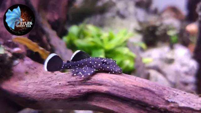 Pack Of 5 L183 Starlight Bristlenose Pleco (Size 3+ Cm) High Quality Pleco USA