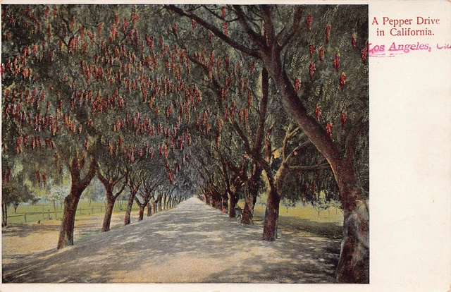 Los Angeles Pasadena CA California Pepper Drive Ave Downtown Vtg Postcard T7