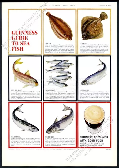 1965 Guinness Stout beer Guide to Sea Fish color art big UK vintage print ad