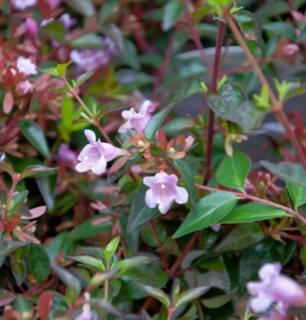 Abelia Edward Goucher 40-60cm - Abelia grandiflora