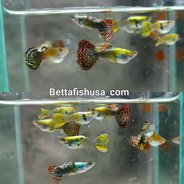 1 male Assorted Fancy  Guppies - Live Guppy USA SELLER