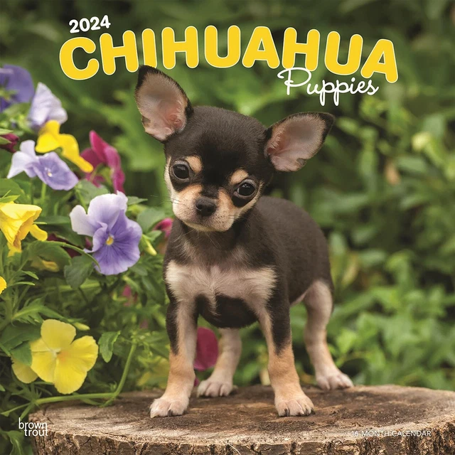 2024 CALENDAR CHIHUAHUA Puppies 16Month Square Wall Browntrout BT62321 14.10 PicClick