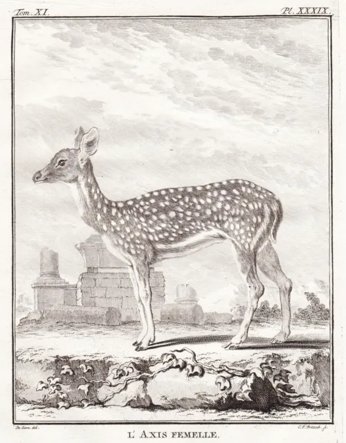 deer Axis Reh Axishirsche Skelett skeleton gravure engraving Buffon 1780