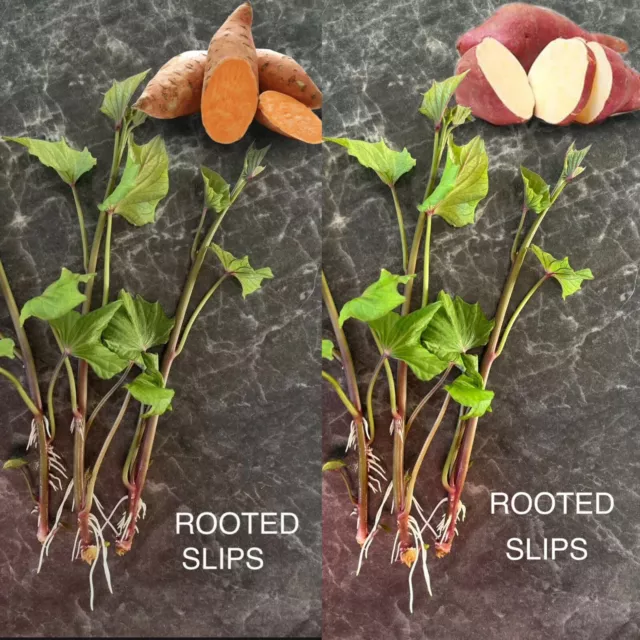 4x ORGANIC Sweet Potato Slips White Orange Garnet Variety Well Rooted  Seedlings