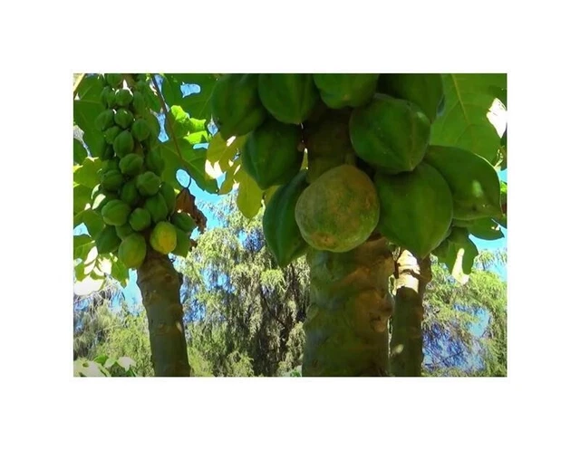 Mountain Papaya Seeds (Carica Pubescens) Pacchetto Di 4 Semi - Palm Beach Seed Company - Italia - Foto 9