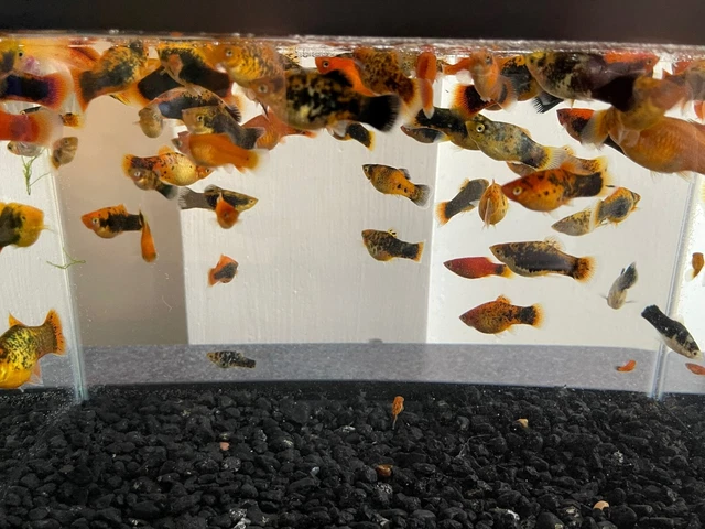 9 Live Freshwater Mixed Assorted Platy Platys Livebearer Aquarium Tank Fish