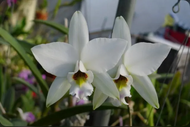 Laelia anceps ‘Marble King’ FCC/AOS X Self Orchid Species White Pink New Divide