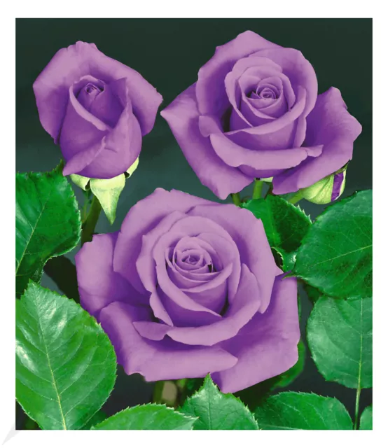 Rose "Blue Saphir";1 Pflanze