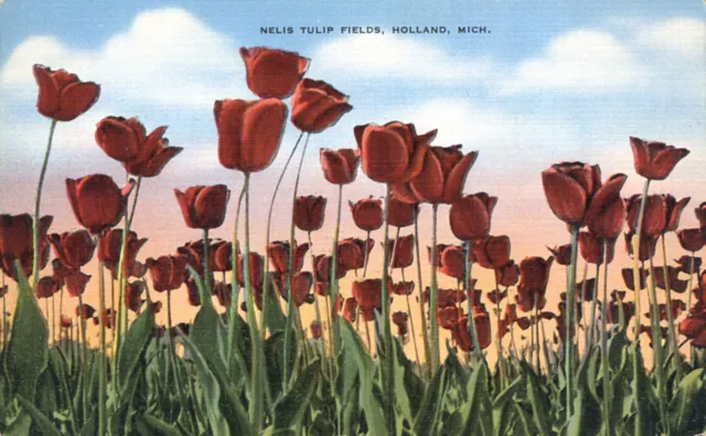 Nelis Tulip Fields Holland Michigan Postcard