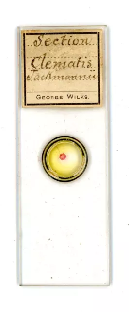 Antique glass Microscope slide Section Clematis Jackmanii by George Wilks #35