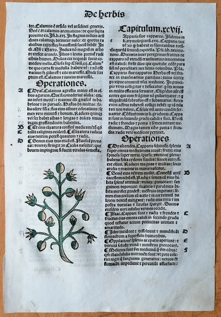 Original Post Inkunabel Hortus Sanitatis Koloriert Kapern Venedig 1511