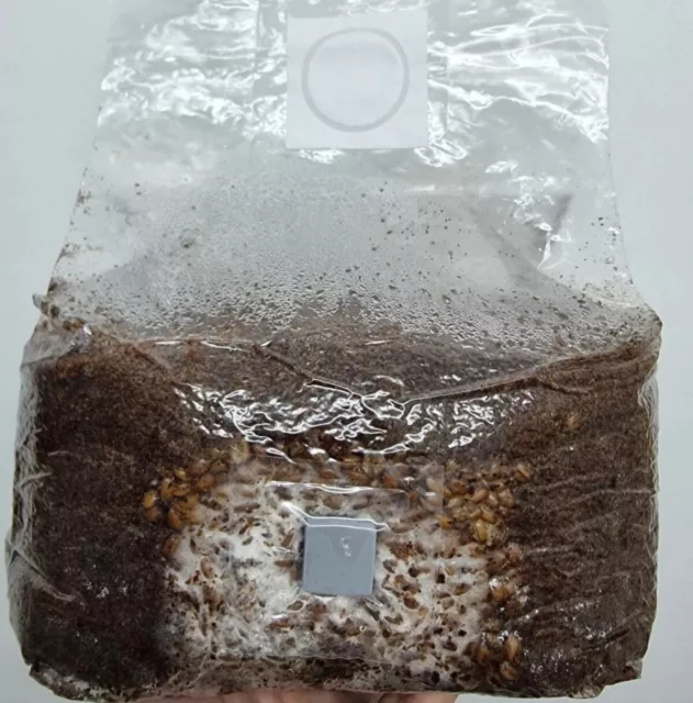 All In One Mushroom Grow Kit**Masters Mix** 5lb - 2.3kg - Lions Mane & Oyster 2