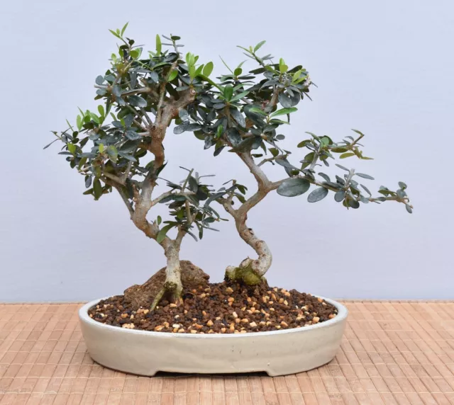 Bonsai Mediterran, Wildolive (Olea europaea 'sylvestris') 24040 | Bonsai-Müller