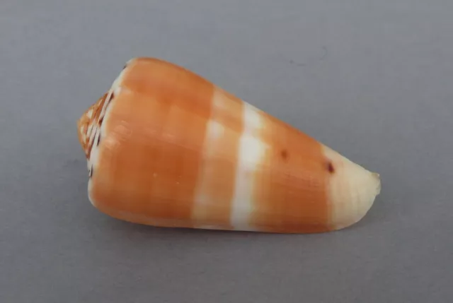 Conus Pionoconus Barthelemyi F+++Gem/60 mm - La Réunion