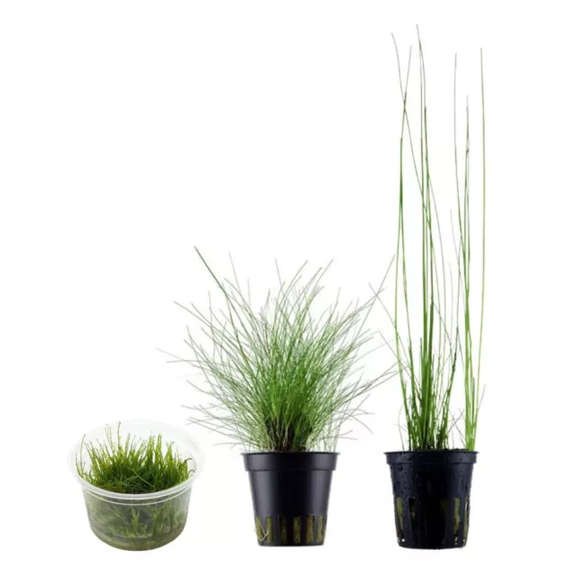 Graminées Ensemble Avec 3 Herbe Plantes D'Aquarium Set 130 Aquatiques AquaOne