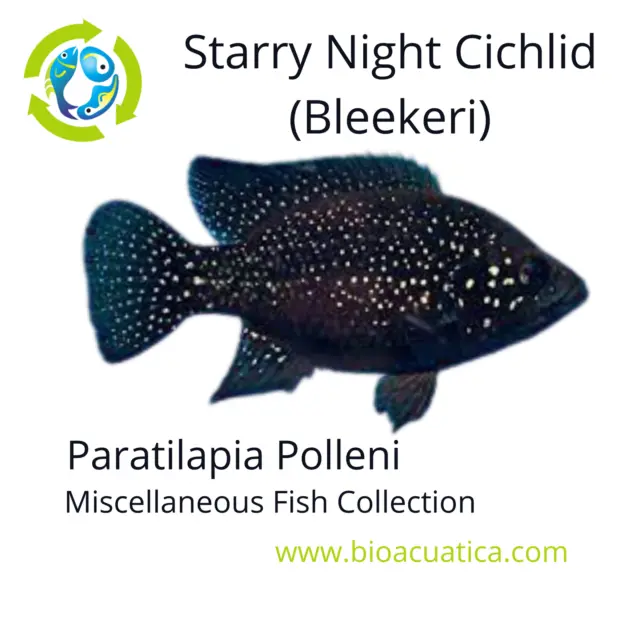 BEAUTIFUL STARRY NIGHT BLEEKERI CICHLID 1 TO 1.5" UNSEXED (Paratilapia Polleni)