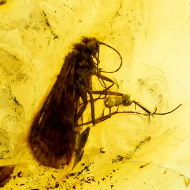 Amber with Insects,  Fossil Caddis Fly Insect Inclusion in Genuine Baltic Amber