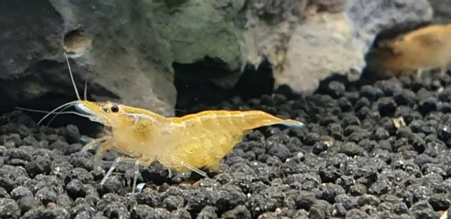 10+1 Orange Sunkist  Freshwater Neocaridina Aquarium Shrimp. Live Guarantee