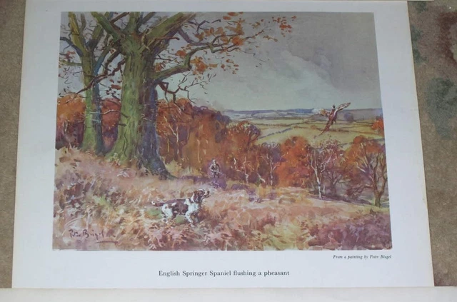 Large Colour Antique English Springer Spaniel Dog Picture 1956 Peter Biegel