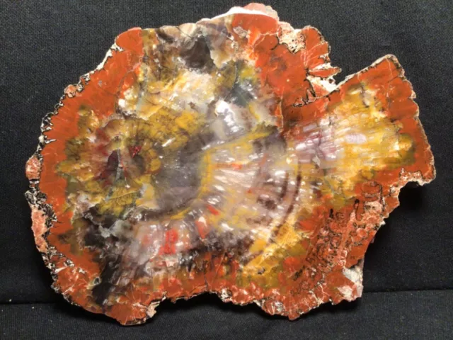 ~Rw~ "Magnificent" Polished "Petrified Wood Round" ~~ Arizona