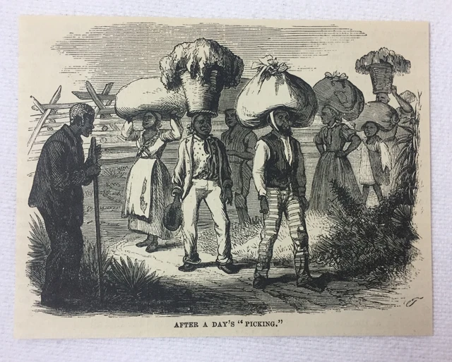 1880 Rivista Incisione ~ Pickers Trasporto Cotone South Carolina