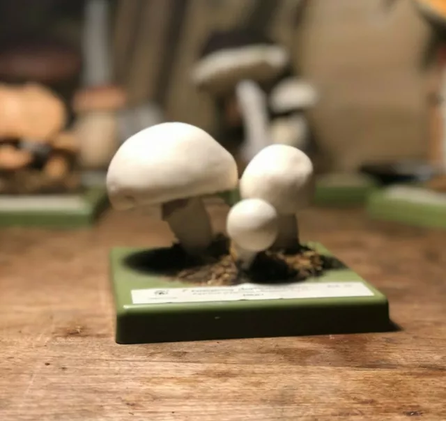 Vintage SOMSO FIELD MUSHROOM educational model BOTANICAL meadow mushroom fungus