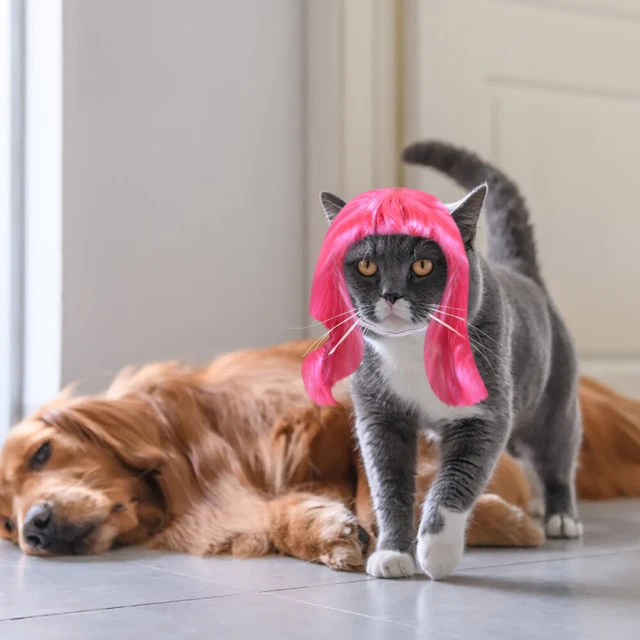 Accesorios Hair Cat pelucas gatos disfraces de pelo para mascotas fiesta
