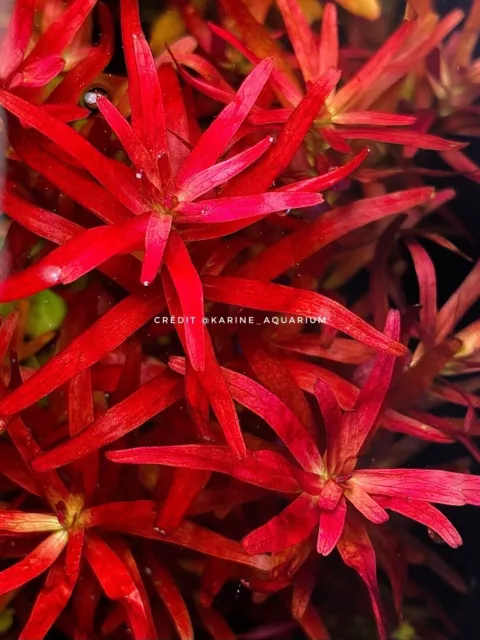 Rotala Blood Red Sg Variant 8 TIGES / 8 STEMS