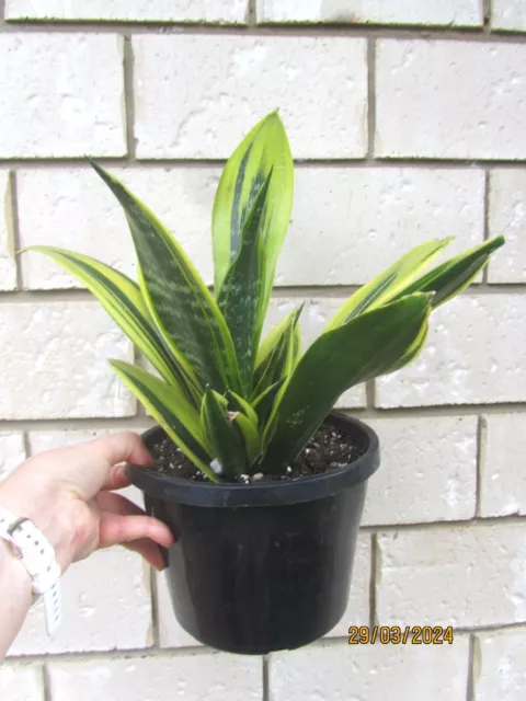 Sansevieria Futura Golden Flame Indoor/Outdoor Plant in 180mm pot