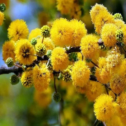 10 SWEET ACACIA Mimosa Tree Seeds (Acacia farnesiana) Wattle Flower Fast Growing