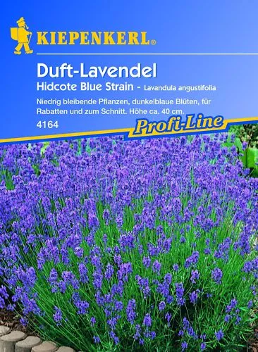 Kiepenkerl Saatgut Duft-Lavendel Hidcote Blue Strain