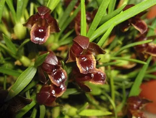 Species Orchid - Maxillaria cogniauxiana